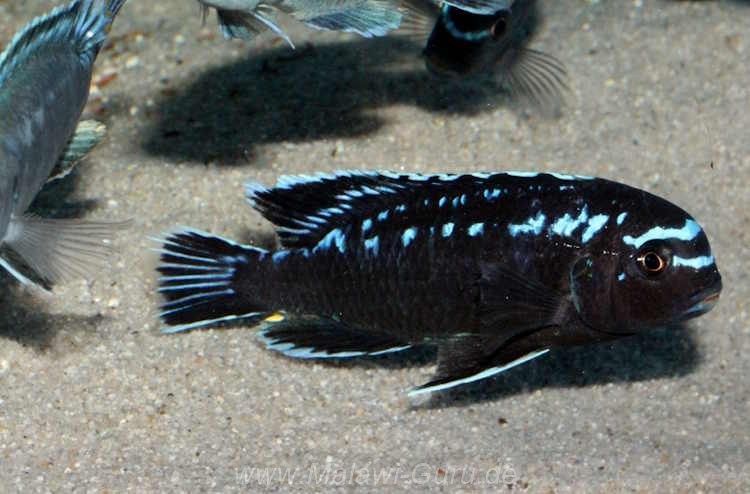 'Chizumulu Island' Pseudotropheus interruptus 'Chizumulu Island'